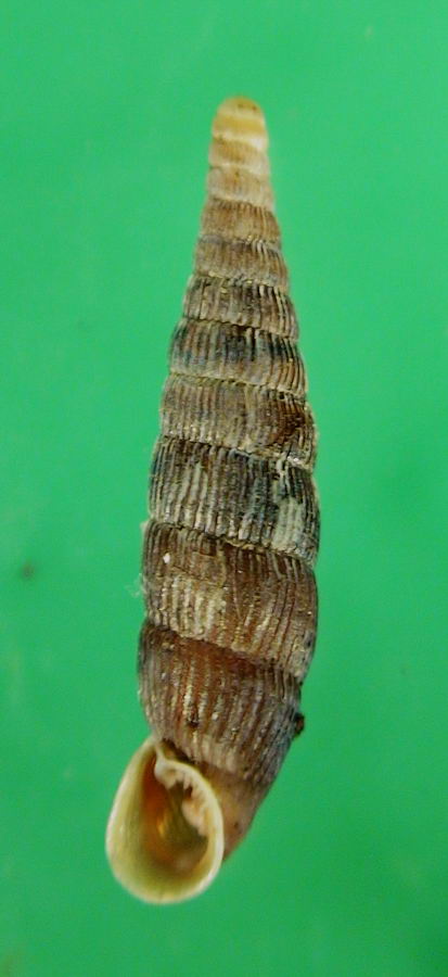 Macrogastra plicatula della Maiella